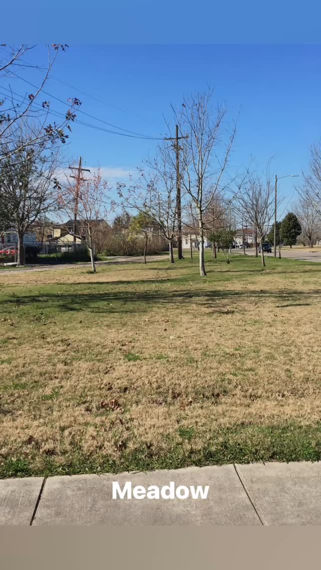 Sharing this reel showing the development of 2100 Leon C. Simon over the past 5 years - 

The meadow / rain garden has been a source of joy for me and hopefully for others. It’s been a way to experience the seasons and their effects, a reminder that hot drought summers (that almost made me give it up, 2023?), eventually give way to wetter times and rejuvenation, and that plants have been around much longer than us and have a lot of tricks up their stems. Thank you to @nolamosquito, @civicstudio.coop @npigno and everyone who has helped with this act of collective effervescence, a collaboration between nature, people and the elements. And thanks to the plants. And the bugs and the birds. 59 species of biota are recorded on iNaturalist, visit our project there. Overall, the site is much more biodiverse than it was 5 yrs ago and has shared much beauty! 
FYI Meadow maintenance this Friday 5-7!