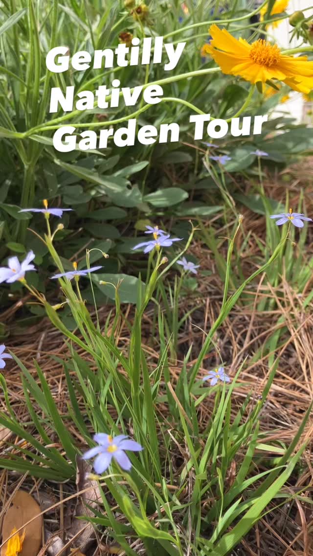 Come see how Gentilly incorporates native plants into their yards! 
Sat April 18, 10-2pm
Drop in to the NOLA Wildflower Meadow at 2100 Leon C Simon Blvd to pick up a map! Free and open to the public. 
.
.
@civicstudio.coop @waterleadersinstitute #nolawildflowermeadow #nativeplants #louisiananativeplants #urbanecology
